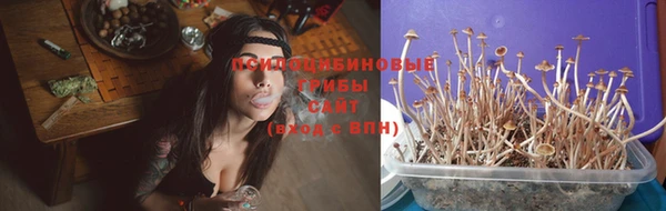крисы Новокубанск